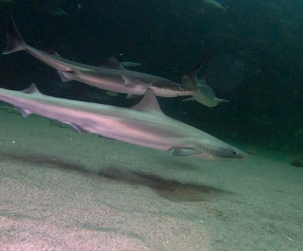 Verdenssensationer fra Nordsøen Oceanarium får nye hjem .